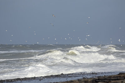 Stormmeeuwen / Common Gulls