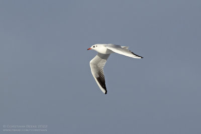 Kokmeeuw / Black-headed Gull
