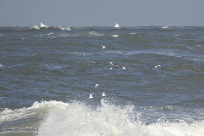 Kokmeeuwen / Black-headed Gulls
