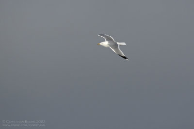 Pontische Meeuw / Caspian Gull