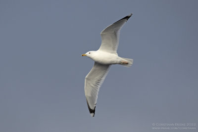 Pontische Meeuw / Caspian Gull