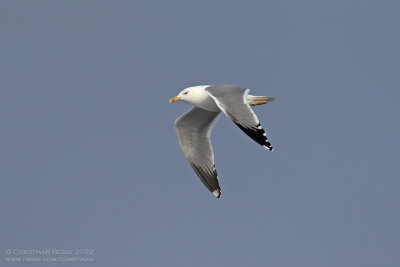 Geelpootmeeuw / Yellow-legged Gull