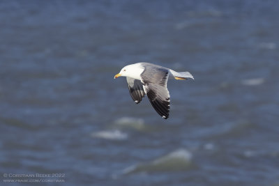 Geelpootmeeuw / Yellow-legged Gull