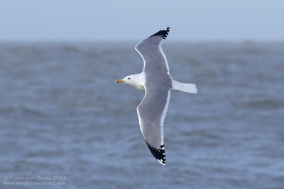 Pontische Meeuw / Caspian Gull