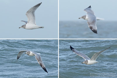 Scandinavische Zilvermeeuw / Scandinavian Herring Gull