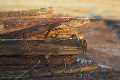 Roodborst / Robin