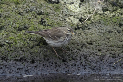 Waterpieper / Water Pipit