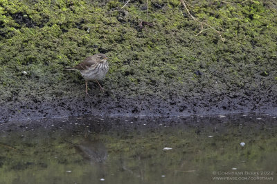 Waterpieper / Water Pipit