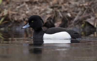 Kuifeend / Tufted Duck