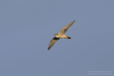 Smelleken / Merlin