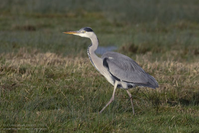 Grey Heron