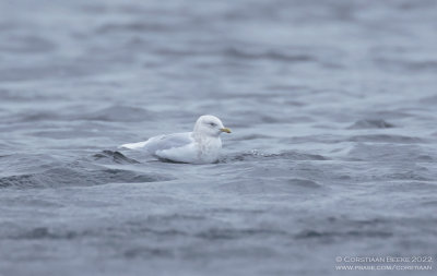 Iceland Gull
