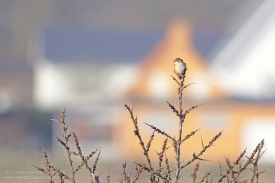 Graszanger / Zitting Cisticola