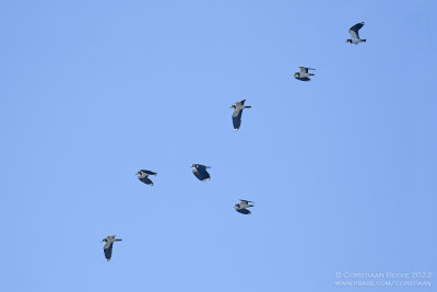 Kieviten / Northern Lapwings