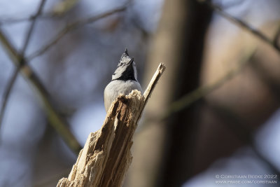 Kuifmees / Crested Tit