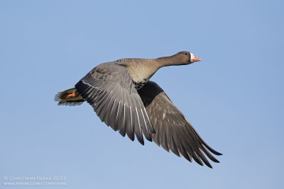 Kolgans / White-fronted Goose