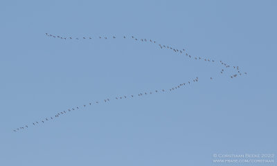 Kolganzen / White-fronted Geese