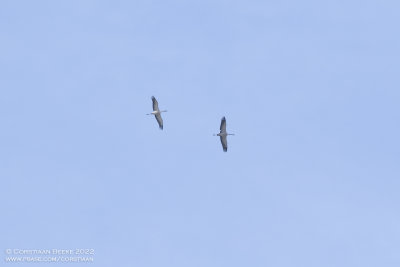Kraanvogels / Common Cranes
