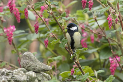 Great Tit