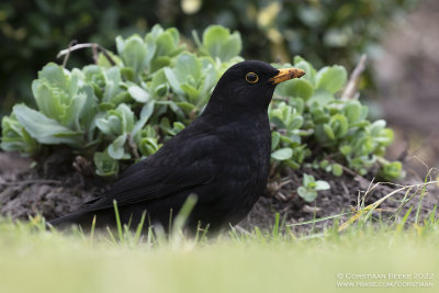 Merel / Blackbird