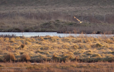 Velduil / Short-eared Owl