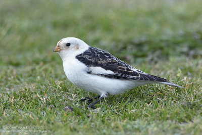 Sneeuwgors / Snow Bunting