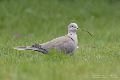 Turkse Tortel / Collared Dove