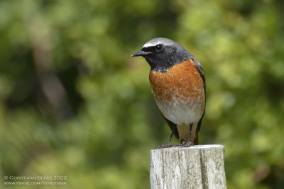 Gekraagde Roodstaart / Common Redstart
