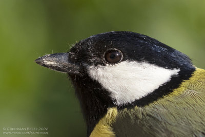 Koolmees / Great Tit