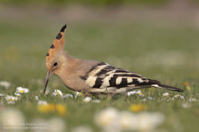 Hop / Eurasian Hoopoe