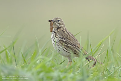 Graspieper / Meadow Pipit