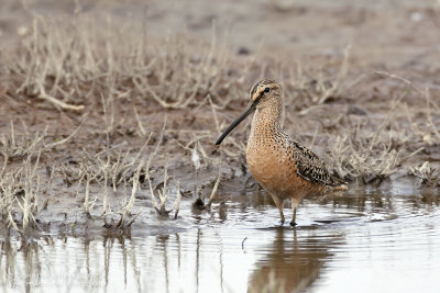 Grote Grijze Snip / Long-billed Dowitcher