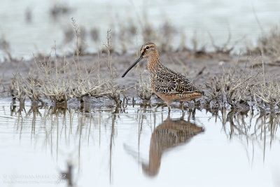 Grote Grijze Snip / Long-billed Dowitcher