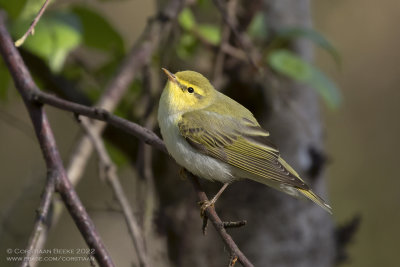 Fluiter / Wood Warbler