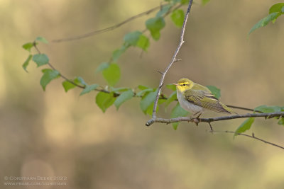 Fluiter / Wood Warbler