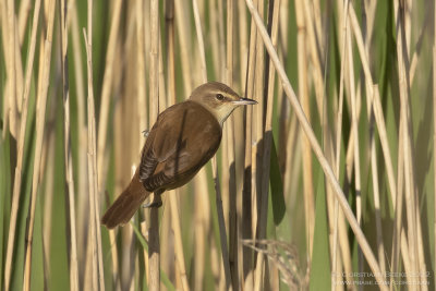 Great Reed Warbler
