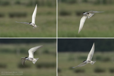 Witwangstern / Whiskered Tern