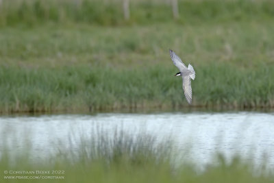 Witwangstern / Whiskered Tern