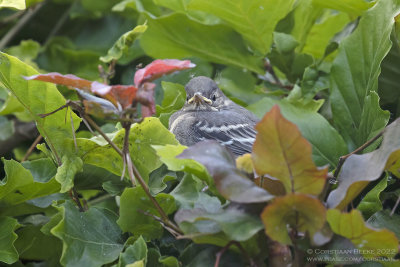 Witte Kwikstaart / White Wagtail