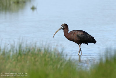 Zwarte Ibis / Glossy Ibis