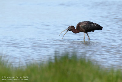 Zwarte Ibis / Glossy Ibis