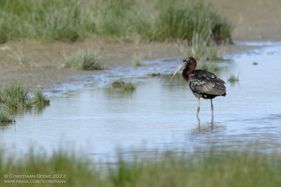 Zwarte Ibis / Glossy Ibis