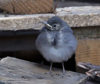 Witte Kwikstaart / White Wagtail