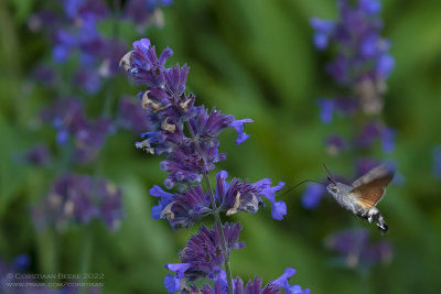 Kolibrievlinder / Hummingbird hawk-moth
