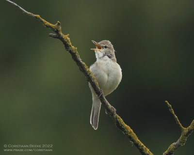 Blyth's Reed Warbler