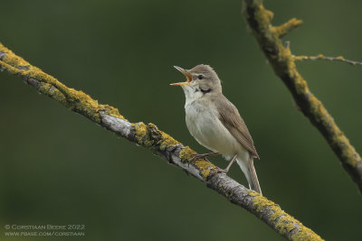 Blyth's Reed Warbler