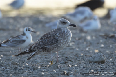 Pontische Meeuw / Caspian Gull