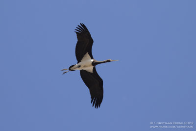 Zwarte Ooievaar / Black Stork