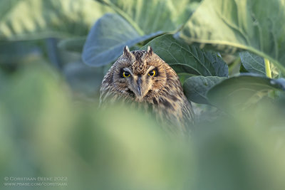 Velduil / Short-eared Owl