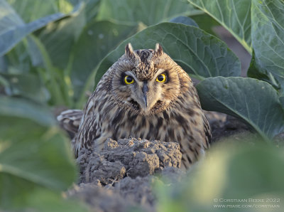 Velduil / Short-eared Owl